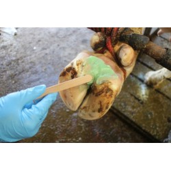 Podoseptan 450g pasta na paznehty a kopyta, k péči o střelku a mezipaznehtí, (limax, panarritium)