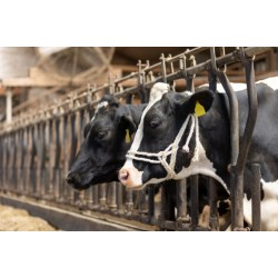 Ohlávka dvojitá ze sisalu s kroužkem