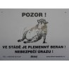 Pozor ! Ve stádě je plemenný beran