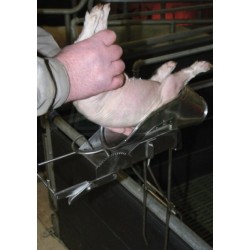 Kastrační vanička ASBRO selata 2 - 9 dnů, nerez, fi xace na zádech hlavou dopředu, svorka na zadní nohy, TOP