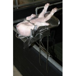 Kastrační vanička ASBRO selata 2 - 9 dnů, nerez, fi xace na zádech hlavou dopředu, svorka na zadní nohy, TOP