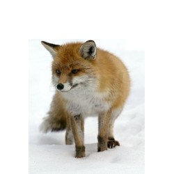 Past na lišky, psy, mývaly atd. 160x30x40 cm