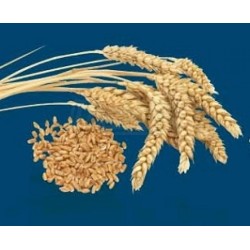 Šrotovník a loupač kukuřice 2 v 1