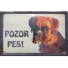 Pozor pes - boxer