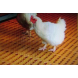 Podlahový rošt ARIES 60x90cm, drážka,  polypropylen