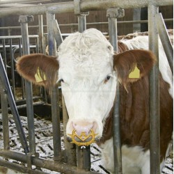 Mulcová zábrana-kruh proti sání MÜLLER ECO