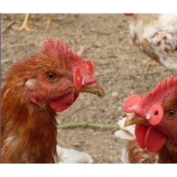 Brýle proti kanibalismu pro drůbež - větší, hranaté, komplet se závlačkou