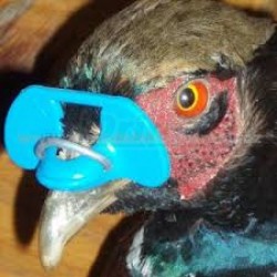 Brýle proti kanibalismu pro perličky, bažanty - menší, kulaté