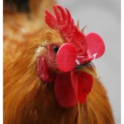 Brýle proti kanibalismu pro perličky, bažanty - menší, kulaté