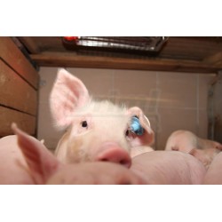 Sálavé topné těleso pro odchov mláďat-SunnyBoy-100W