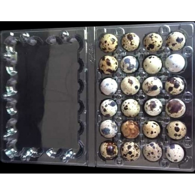 Transportní obal na 24 ks křepelčích vajec