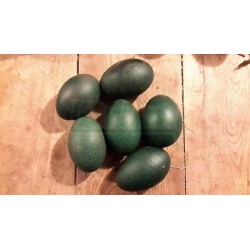 Kontejner Emu 9 vajec