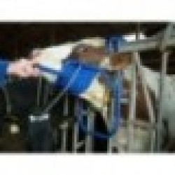 Fixační podpěra hlavy krávy